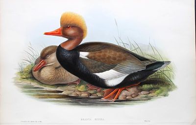 John Gould - Red-crested Duck from Birds of Great Britain 1862-73. This original lithograph of 