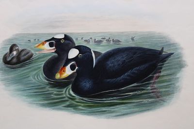 John Gould - Surf Scoter from Birds of Great Britain 1862-73. This original lithograph of the 