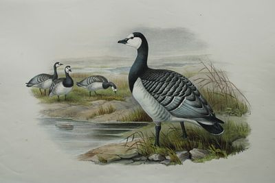 John Gould - Bernicle Goose from Birds of Great Britain 1862-73. This original lithograph of 