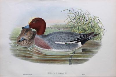 John Gould - Widgeon from Birds of Great Britain 1862-73. This original lithograph of the 