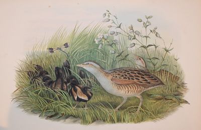 John Gould - Land-rail or Corncrake from Birds of Great Britain 1862-73. This original 
