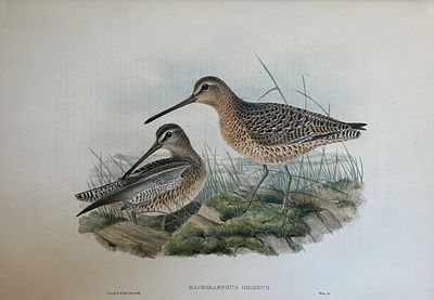 John Gould - Brown Snipe from Birds of Great Britain 1862-73. This original lithograph of the 