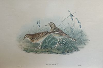 John Gould - Richard's Pipit from Birds of Great Britain 1862-73. This original lithograph of 