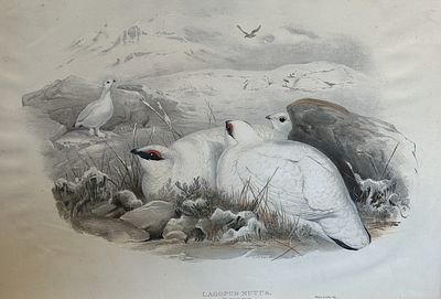 John Gould - Ptarmigan in Winter Plumage from Birds of Great Britain 1862-73. This original 
