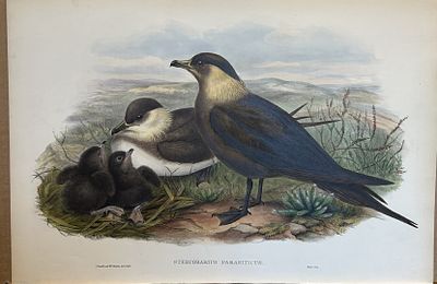 John Gould - Arctic Skua from Birds of Great Britain 1862-73. This original lithograph of the 