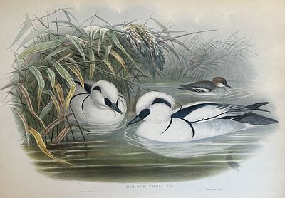 John Gould - Smew or Nun from Birds of Great Britain 1862-73. This original lithograph of the 