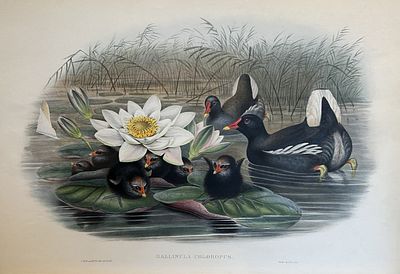 John Gould - Moorhen from Birds of Great Britain 1862-73. This original lithograph of the 