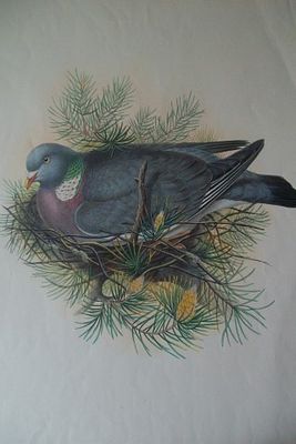 John Gould - Wood Pigeon from Birds of Great Britain 1862-73. This original lithograph of the 