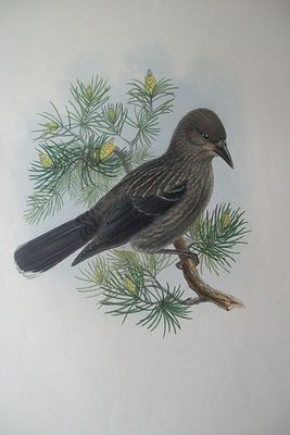 John Gould - Nutcracker from Birds of Great Britain 1862-73. This original lithograph of the 