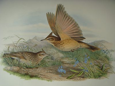 John Gould - Crested Lark from Birds of Great Britain 1862-73. This original lithograph of the 