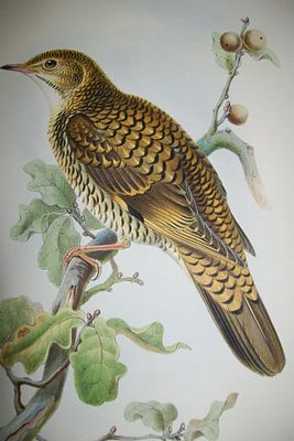 John Gould - White's Thrush from Birds of Great Britain 1862-73. This original lithograph of 