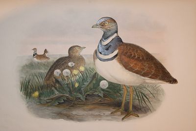 John Gould - Little Bustard from Birds of Great Britain 1862-73. This original lithograph of 