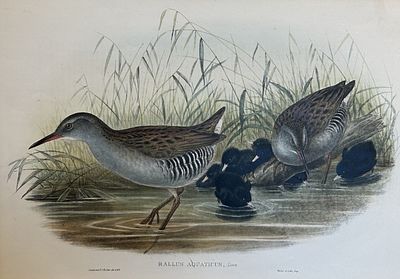 John Gould - Water-Rail from Birds of Great Britain 1862-73. This original lithograph of the 