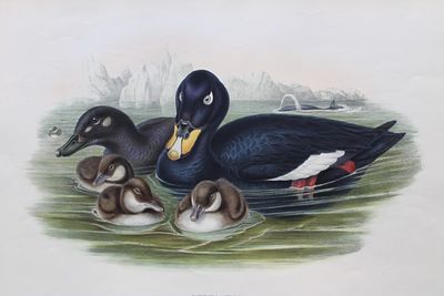 John Gould - Velvet Scoter from Birds of Great Britain 1862-73. This original lithograph of 