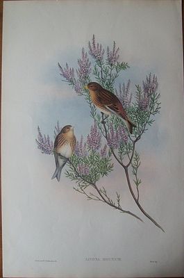 John Gould - Twite or Mountain-Linnet from Birds of Great Britain 1862-73. This original 