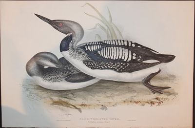 John Gould - Moustached & Aquatic Warblers from Birds of Europe 1832-37. This original 