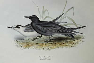 John Gould - Black Tern from Birds of Europe 1832-37. This original lithograph of the Black 