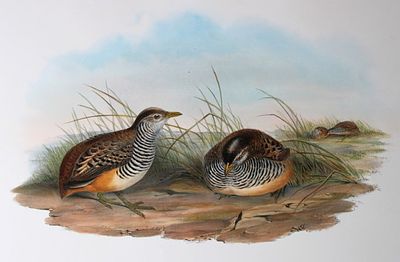John Gould - Barred Buttonquail from Birds of Asia 1849-83. This original lithograph of the 