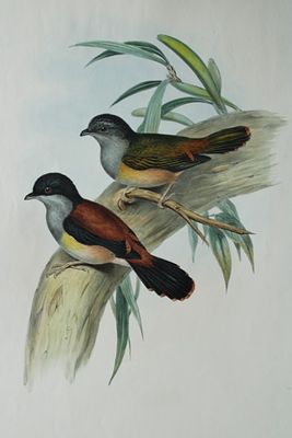 John Gould - Black-headed Shrike-babbler from Birds of Asia 1849-83. This original lithograph 