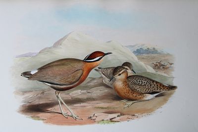 John Gould - Indian Courser from Birds of Asia 1849-83. This original lithograph of the Indian 