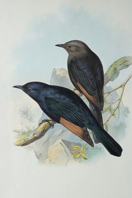 John Gould - Tristram's Kingfisher from Birds of Asia 1849-83. This original lithograph of 