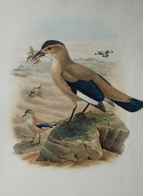 John Gould - Mongolian Ground Jay from Birds of Asia 1849-83. This original lithograph of 