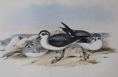 John Gould - White-faced Storm-Petrel from Birds of Australia 1840-48. This original 