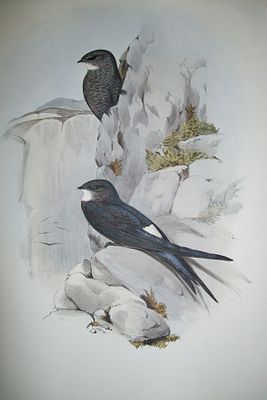 John Gould - Australian Swift from Birds of Australia 1840-48. This original lithograph of the 