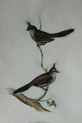 John Gould - Crested Wedge-bill from Birds of Australia 1840-48. This original lithograph of 