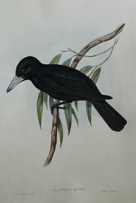 John Gould - Quoy's Crow Shrike from Birds of Australia 1840-48. This original lithograph of 