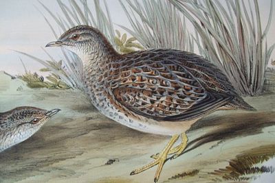 John Gould - Sparkling Hemipode from Birds of Australia 1840-48. This original lithograph of 