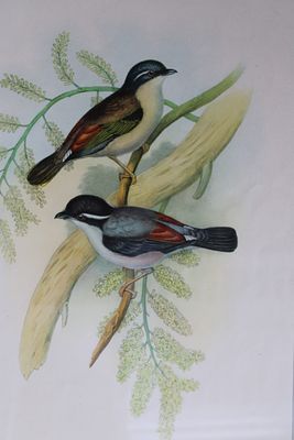 John Gould - Himalayan Shrike-babbler from Birds of Asia 1849-83. This original lithograph of 