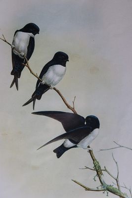 John Gould - Nepal Martin from Birds of Asia 1849-83. This original lithograph is from John 