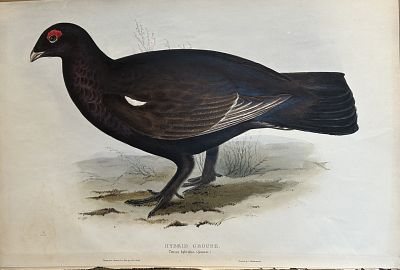 John Gould - Hybrid Grouse from Birds of Europe 1832-37. This original lithograph is from John 