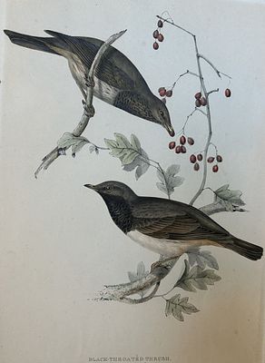 John Gould - Black-throated Thrush from Birds of Europe 1832-37. This original lithograph is 