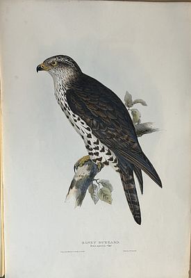 John Gould - Honey Buzzard from Birds of Europe 1832-37. This original lithograph is from John 
