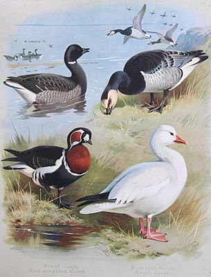 Archibald Thorburn - Chromolithograph of Geese 1915. This chromolithograph is from British Birds 