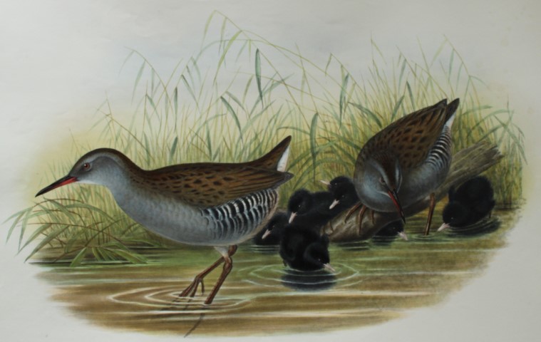 John Gould -  Water-Rail from Birds of Great Britain 1862-73