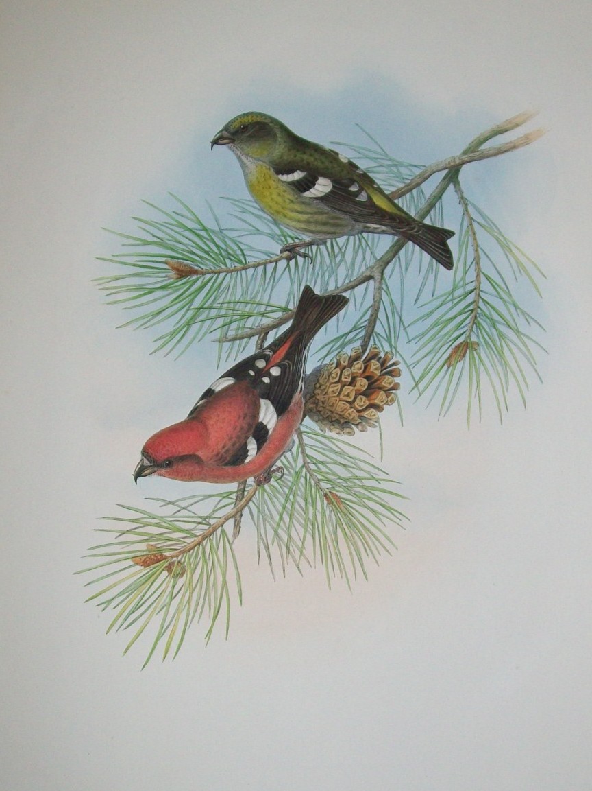 John Gould -  White-winged Crossbill  from Birds of Great Britain 1862-73