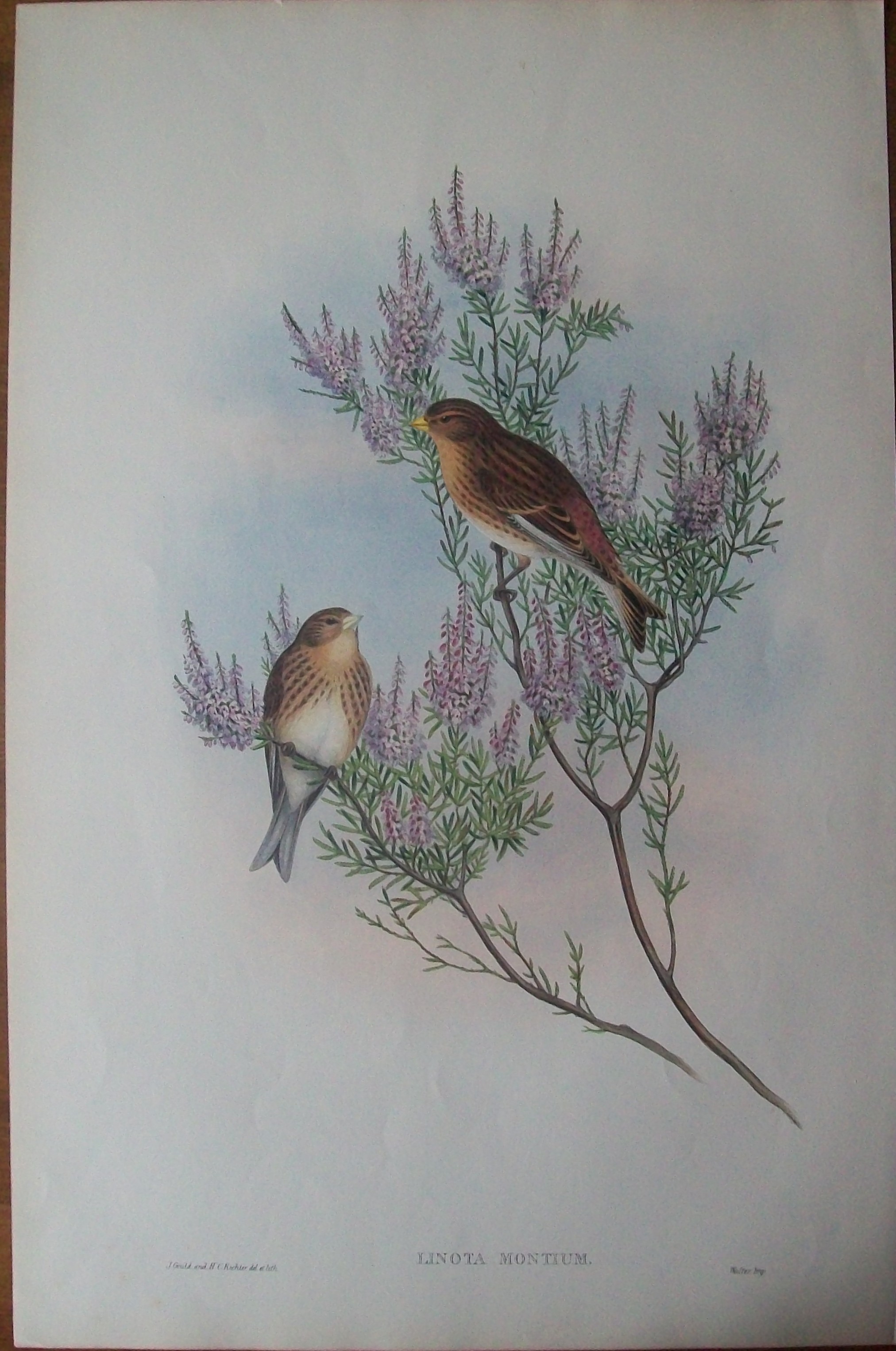 John Gould -  Twite or Mountain-Linnet  from Birds of Great Britain 1862-73