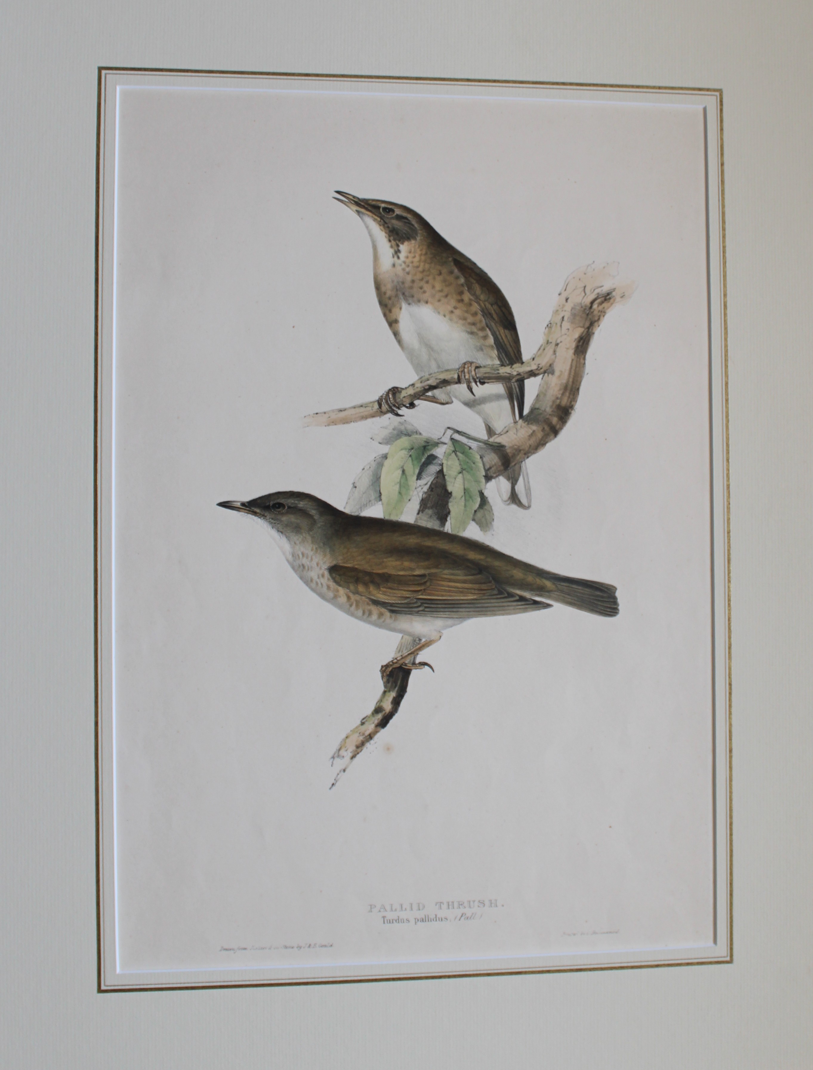 John Gould -  Pallid Thrush from Birds of Europe 1832-37