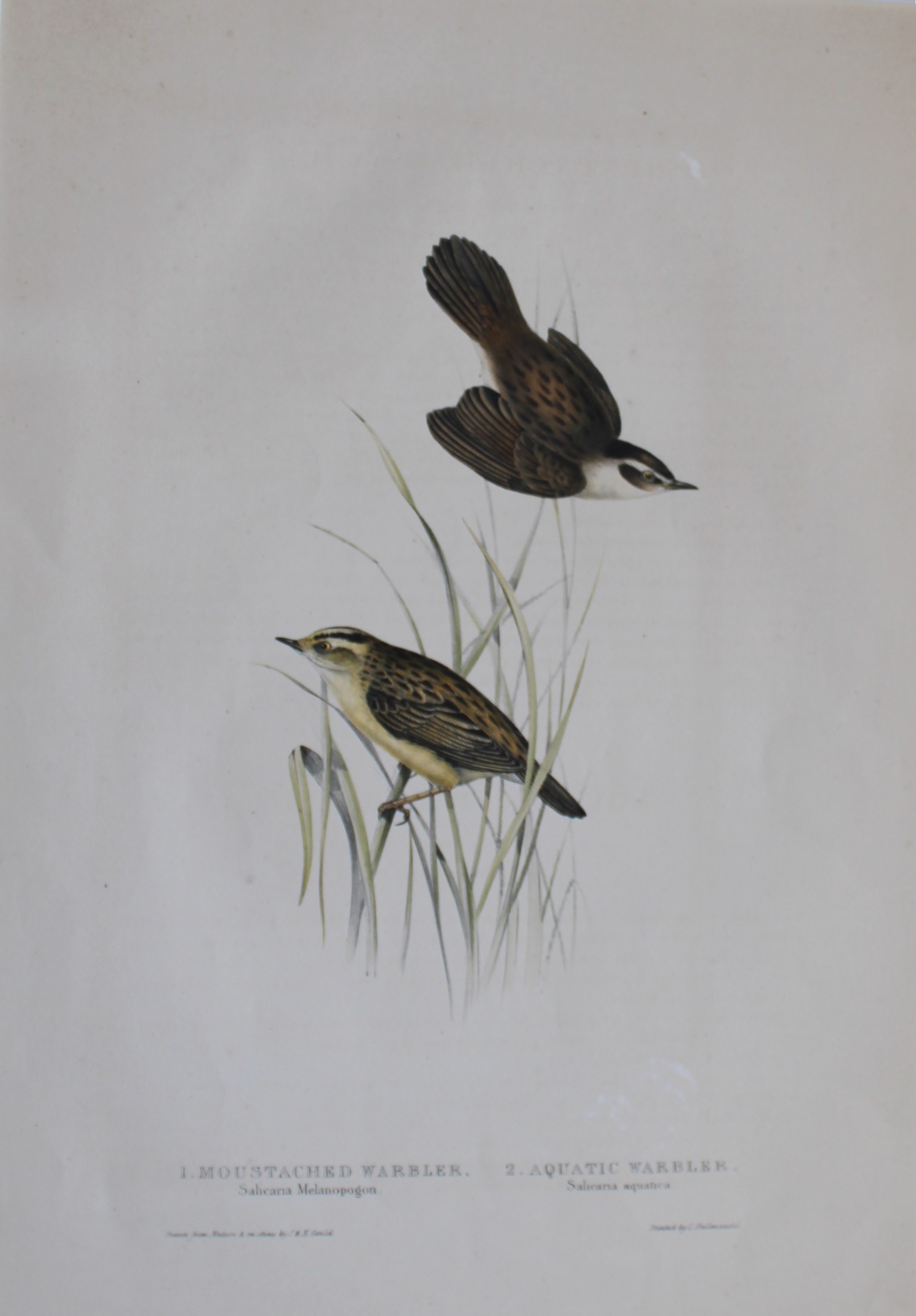 John Gould -  Moustached & Aquatic Warblers from Birds of Europe 1832-37