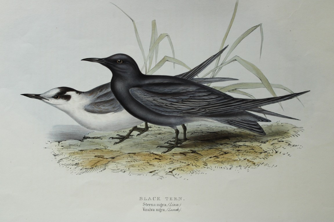 John Gould -  Black Tern from Birds of Europe 1832-37