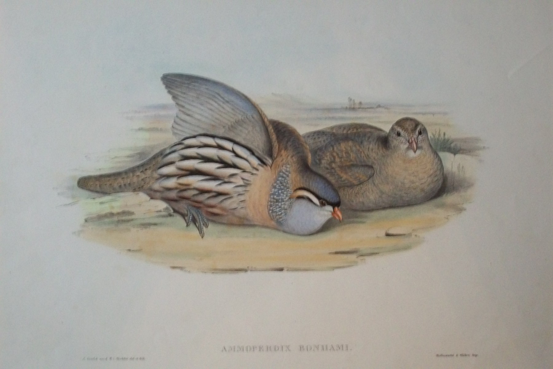 John Gould -  Asiatic Sand Partridge  from Birds of Asia 1849-83