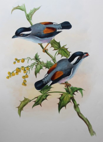 John Gould -  White-browed Shrike-babbler  from Birds of Asia 1849-83