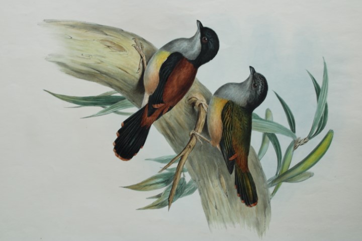 John Gould -  Black-headed Shrike-babbler  from Birds of Asia 1849-83