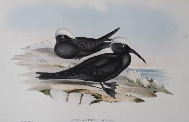 John Gould -  Black Noddy  from Birds of Australia 1840-48