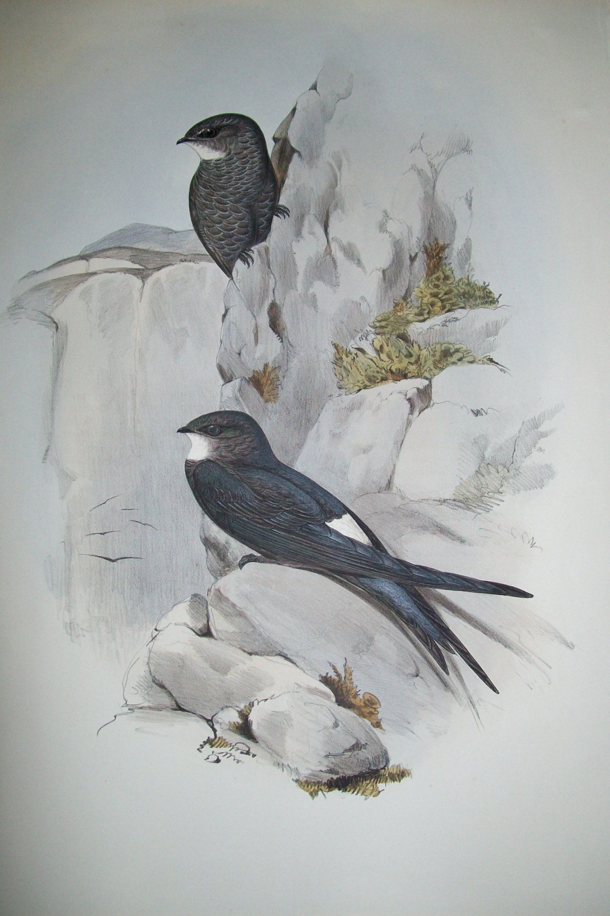 John Gould -  Australian Swift  from Birds of Australia 1840-48