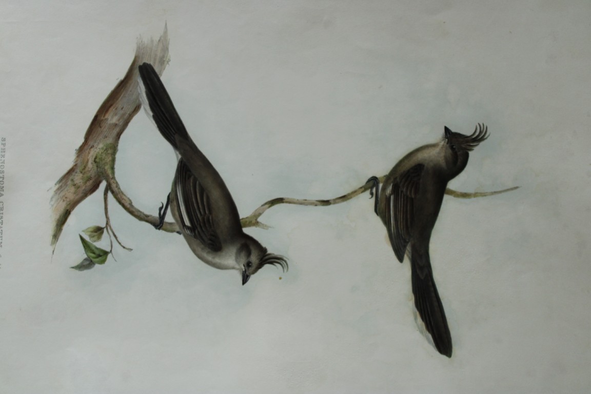 John Gould -  Crested Wedge-bill  from Birds of Australia 1840-48