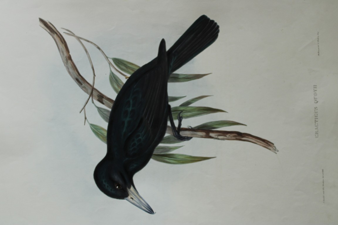 John Gould -  Quoy's Crow Shrike  from Birds of Australia 1840-48